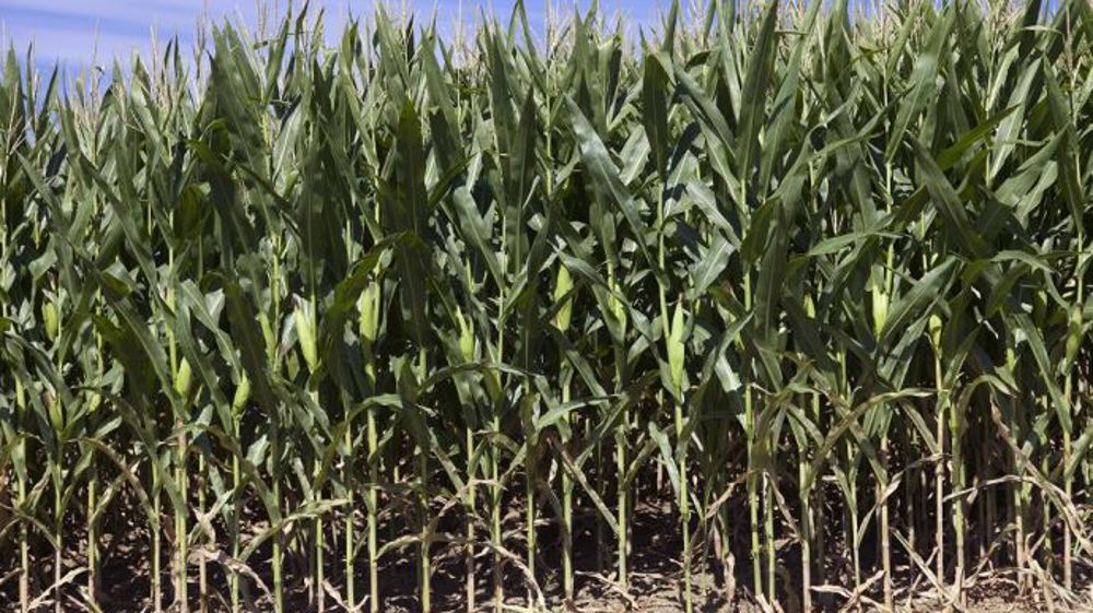 Retrouvez les nouveautés LG Semences pour les semis 2021. (©LG Semences)