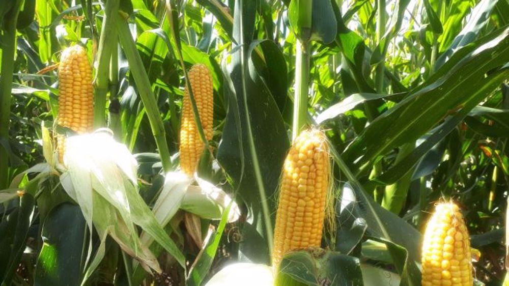 Aussi utilisable en grain, Brigado reste une valeur sûre de la gamme Saatbau, avec « un excellent niveau d'UFL ». (©Saatbau)