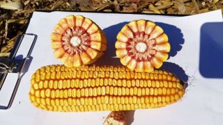 Parmi les nouveautés Dent'Innov grain : LBS 2964 sur le créneau précoce. (©LBS Seeds) Parmi les nouveautés Dent'Innov grain : LBS 2964 sur le créneau précoce. (©LBS Seeds)