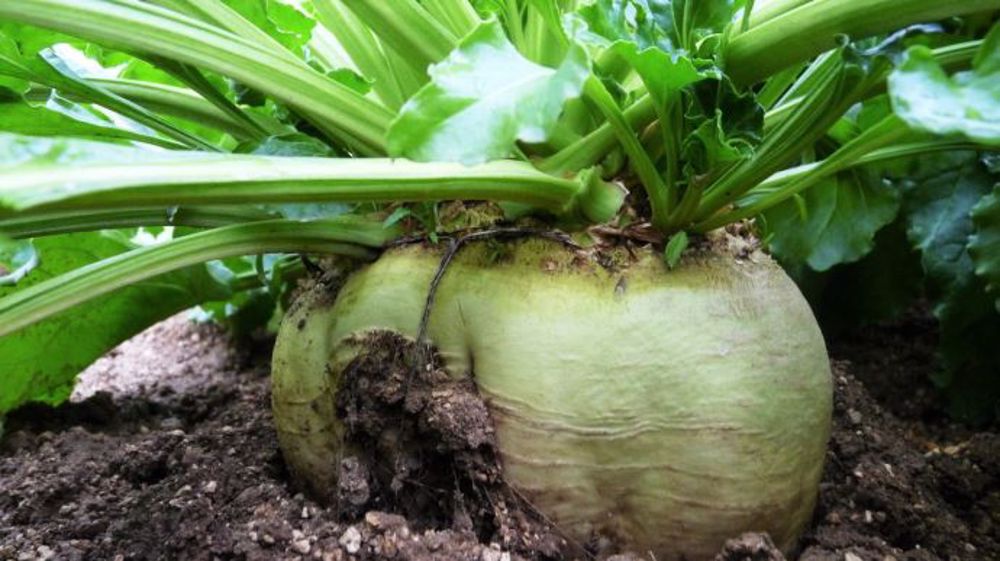 Après une année 2020 catastrophique, les producteurs de betteraves veulent se projeter pour 2021 (©Terre-net Média)