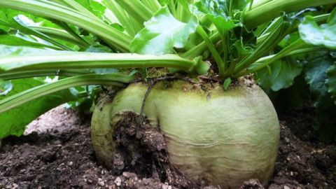 Après une année 2020 catastrophique, les producteurs de betteraves veulent se projeter pour 2021 (©Terre-net Média) Après une année 2020 catastrophique, les producteurs de betteraves veulent se projeter pour 2021 (©Terre-net Média)