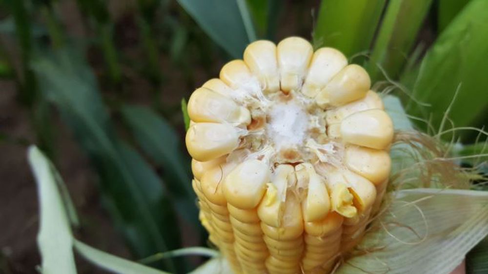 Malgré l'année difficile, l'AGPM reste mobilisée pour apporter des solutions aux producteurs. (©Terre-net Média)
