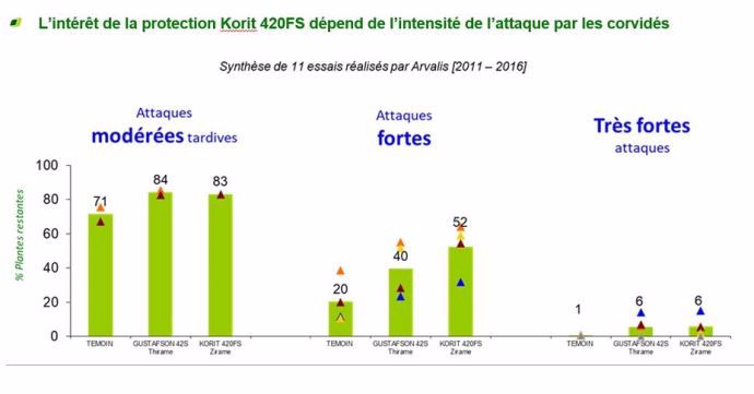 Essais traitements de semences contre les attaques de corvidés