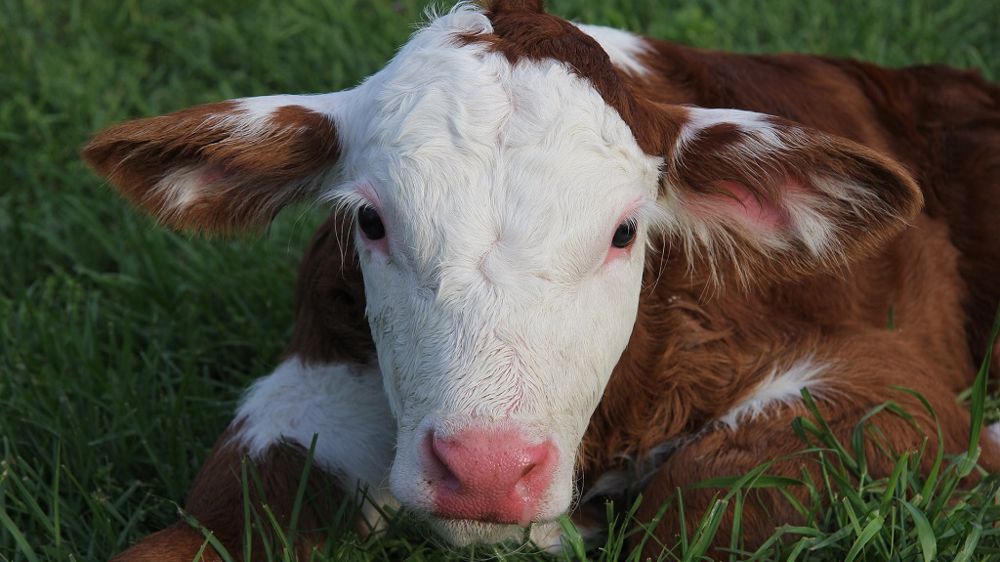 Vous avez d'autres idées de <strong>noms en S</strong> pour 2021 ? Mettez-les en commentaires ! (©CC)