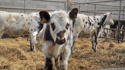Pour protéger les veaux laitiers des dartres, beaucoup d'éleveurs placent des branches de houx au dessus des cases. (©Terre-net Média) Pour protéger les veaux laitiers des dartres, beaucoup d'éleveurs placent des branches de houx au dessus des cases. (©Terre-net Média)
