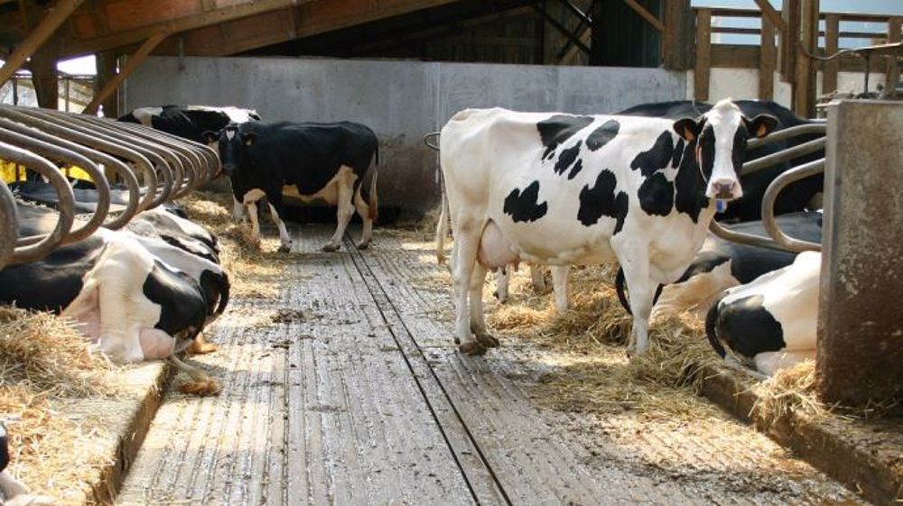 Gènes Diffusion a pour objectif de génotyper 100 000 femelles holstein. Pour cela, l'entreprise attribue aux éleveurs une aide de 5 €/animal génotypé. (©CC)