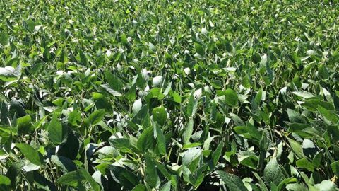 Découvrez les variétés de soja recommandées par Terres Inovia pour les semis 2021.(©Pixabay)