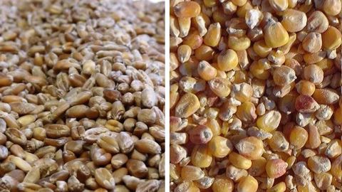 Selon Intercourtage, sur la seule semaine précédent Noël, la Chine a acheté 133 200 t de blé et 492 000 t de maïs. (©Terre-net Média) Selon Intercourtage, sur la seule semaine précédent Noël, la Chine a acheté 133 200 t de blé et 492 000 t de maïs. (©Terre-net Média)