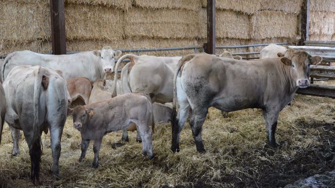 Ration économe Et Vente Directe Pour Un Prix Supérieur En Viande Bovine