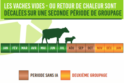 Les vaches vides ou qui reviennent en chaleur font partie d'un second groupe.