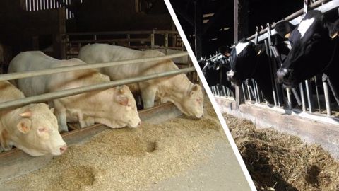 Connaitre le profil du maïs permet d'ajuster la ration et déterminer le niveau de complémentation, en lait comme en viande. (©Arvalis-Institut du végétal) Connaitre le profil du maïs permet d'ajuster la ration et déterminer le niveau de complémentation, en lait comme en viande. (©Arvalis-Institut du végétal)