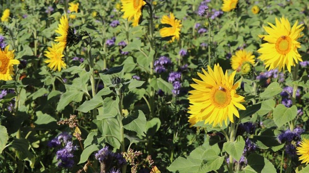 Comment se lancer en agriculture de conservation des sols ? (©Alain Van de Kerckhove)