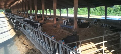 Aire paillée vaches laitières