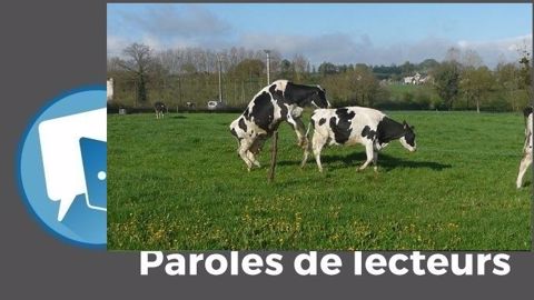 « Quand le taureau s'occupe de tout, c'est parfait ! », estime gillesdu01. (©Terre-net Média) « Quand le taureau s'occupe de tout, c'est parfait ! », estime gillesdu01. (©Terre-net Média)