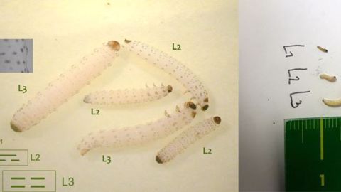 Plus les larves sont de taille importante, plus elles sont avancées en stade : L1 : 1.2-2.5mm ; L2 : 2-5mm ; L3 : 4-8mm. Les stades se reconnaissent à la position des plaques pigmentées dorsales sur les segments abdominaux. (©Terres Inovia) Plus les larves sont de taille importante, plus elles sont avancées en stade : L1 : 1.2-2.5mm ; L2 : 2-5mm ; L3 : 4-8mm. Les stades se reconnaissent à la position des plaques pigmentées dorsales sur les segments abdominaux. (©Terres Inovia)