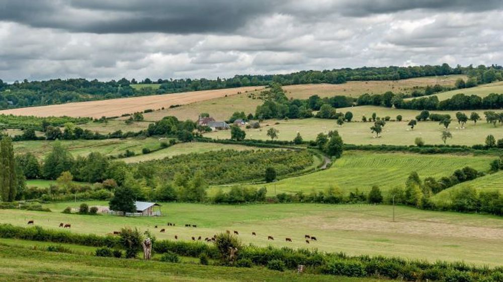 « La haie est l'outil privilégié pour limiter la dérive », indique la Fnab.  (©Pixabay)