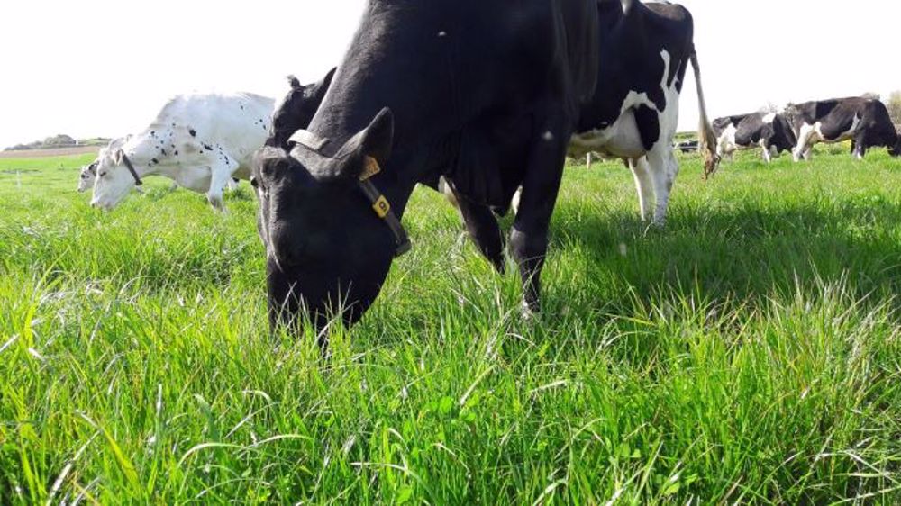 « Rénover les prairies pour favoriser les espèces qualitatives », conseille le Gnis. (©Gnis)