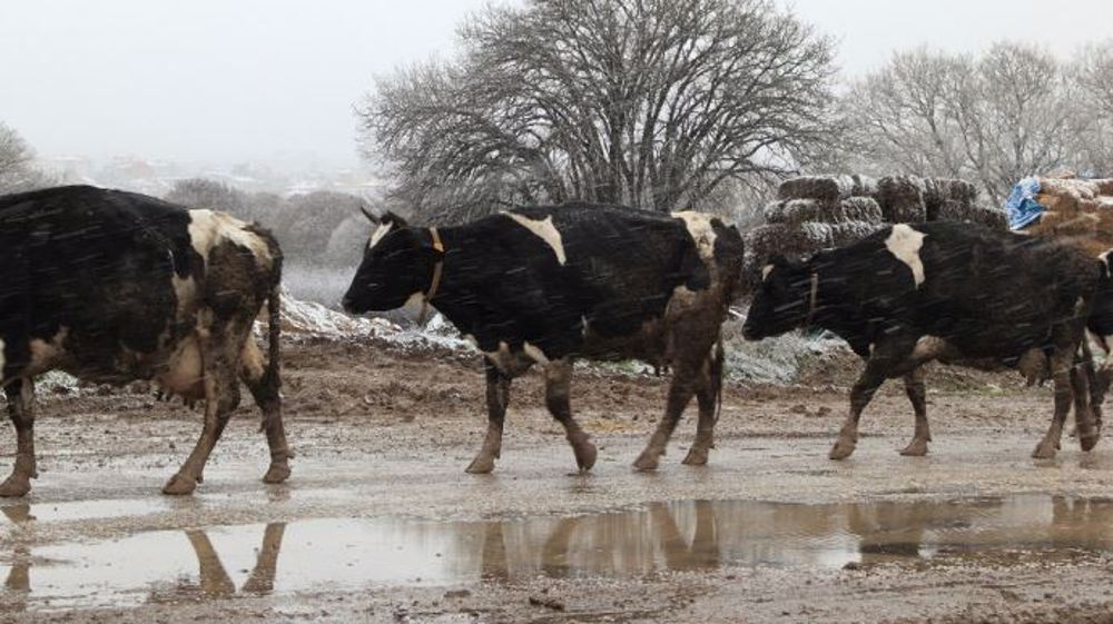 L'hiver, les vaches mobilisent plus d'énergie pour maintenir leur température corporelle à la normale. Leurs besoins peuvent augmenter jusqu'à 10 %. Il faudra alors adapter l'alimentation en conséquence. (©CC)