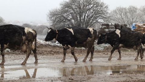 L'hiver, les vaches mobilisent plus d'énergie pour maintenir leur température corporelle à la normale. Leurs besoins peuvent augmenter jusqu'à 10 %. Il faudra alors adapter l'alimentation en conséquence. (©CC) L'hiver, les vaches mobilisent plus d'énergie pour maintenir leur température corporelle à la normale. Leurs besoins peuvent augmenter jusqu'à 10 %. Il faudra alors adapter l'alimentation en conséquence. (©CC)