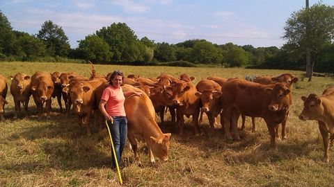 L'éleveuse a créé un troupeau allaitant limousin, qui compte aujourd'hui 115 vaches. (©Angélique Roffet) L'éleveuse a créé un troupeau allaitant limousin, qui compte aujourd'hui 115 vaches. (©Angélique Roffet)