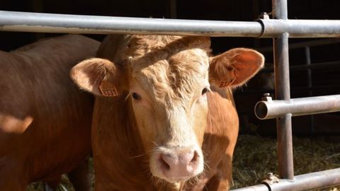 L'Idele prévoit une baisse de production de viande bovine de 1 % en 2021 (©Terre-net Média) L'Idele prévoit une baisse de production de viande bovine de 1 % en 2021 (©Terre-net Média)