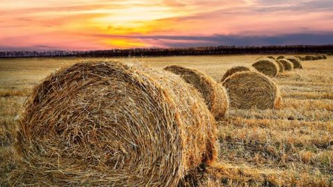 L'un des défis à relever est de « remodeler » l'utilisation des terres agricoles sur la planète. (©Pete Linforth de Pixabay) L'un des défis à relever est de « remodeler » l'utilisation des terres agricoles sur la planète. (©Pete Linforth de Pixabay)