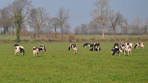 Le plan et le planning de pâturage permettent d'optimiser la saison à l'herbe. (©Terre-net Média) Le plan et le planning de pâturage permettent d'optimiser la saison à l'herbe. (©Terre-net Média)