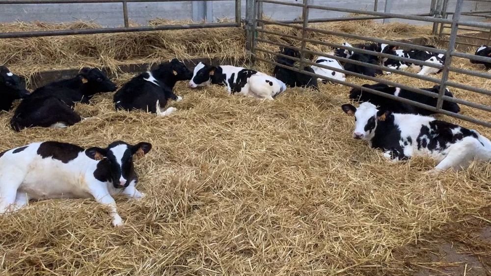 Pour la plupart, c'est après le sevrage que les problèmes de veaux qui se tètent apparaissent.