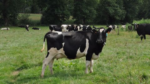 Systèmes herbagers VS maïs : des écarts de production mais aussi de résultats ! Systèmes herbagers VS maïs : des écarts de production mais aussi de résultats !