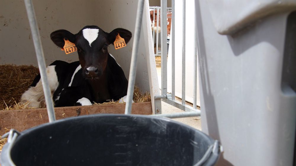 Le veau doit toujours avec accès à une eau propre, du fourrage et de l'aliment concentré appétent. (©Terre-net Média)