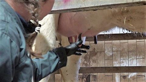 Certaines entreprises de collecte laitière propose des systèmes, aux jeunes éleveurs, pour sécuriser le prix de vente de leur lait<strong>. </strong>(©Terre-net Média) Certaines entreprises de collecte laitière propose des systèmes, aux jeunes éleveurs, pour sécuriser le prix de vente de leur lait<strong>. </strong>(©Terre-net Média)
