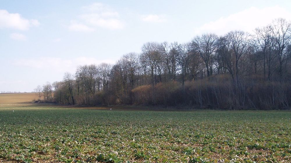 Compte tenu du niveau de perte de rendement associé à une carence de soufre, Terres Inovia conseille d’apporter 75 kg/ha de SO3 sous forme sulfate.