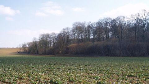 Compte tenu du niveau de perte de rendement associé à une carence de soufre, Terres Inovia conseille d’apporter 75 kg/ha de SO3 sous forme sulfate.