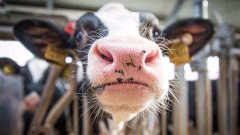 Dans quels cas prendre en charge la douleur d'une vache ou d'un veau ? Jocelyn Amiot, vétérinaire, s'exprime à ce sujet. Dans quels cas prendre en charge la douleur d'une vache ou d'un veau ? Jocelyn Amiot, vétérinaire, s'exprime à ce sujet.