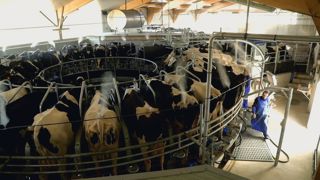 La nouvelle salle de traite rotative Delaval : le roto E100 en fonctionnement La nouvelle salle de traite rotative Delaval : le roto E100 en fonctionnement