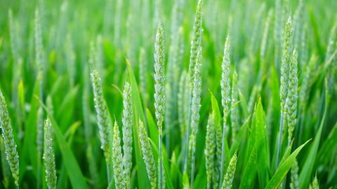 « Je crois profondément au biocontrôle », a indiqué Julien Denormandie, ministre de l'agriculture et de l'alimentation pendant son intervention aux 7es Rencontres annuelles du biocontrôle. (©Pixabay)
