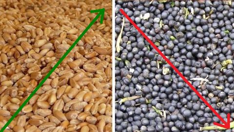 Quelles raisons au pic puis au creux des cours du blé et du colza ? (©Terre-net Média)