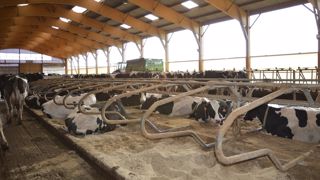 Logettes en sable Stabulation vaches laitières avec logettes en sable