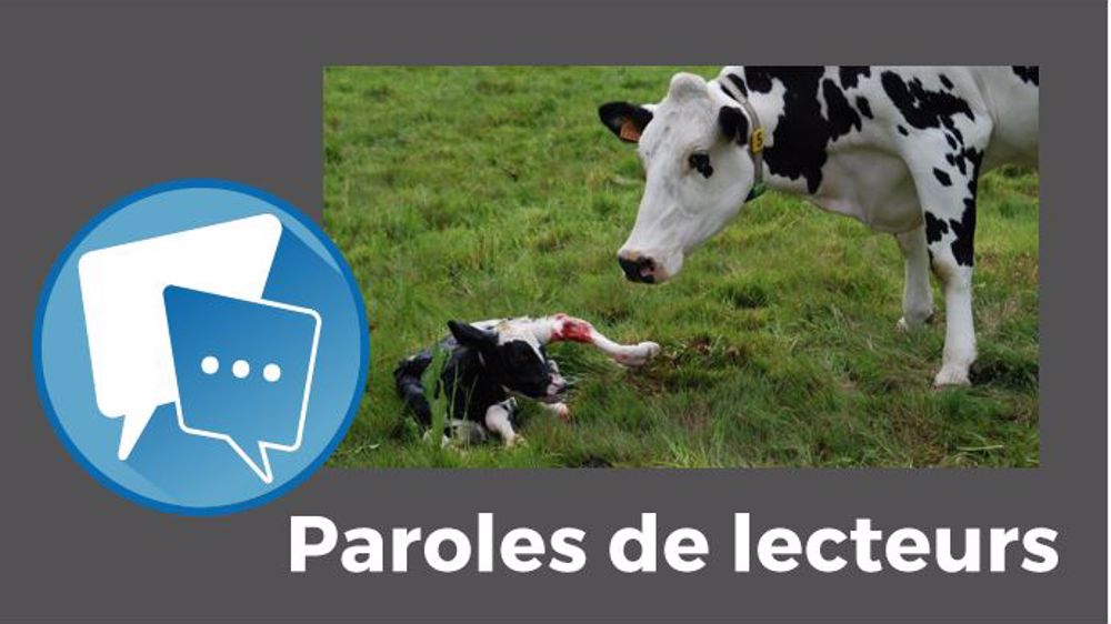 Grouper les vêlages permet d'avoir « un système très efficace, en se spécialisant par période sur certaines activités », juge Dairy. (©CC // Création Terre-net Média)