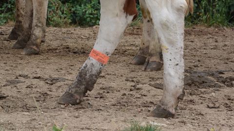 Les boiteries constituent la 2e pathologie la plus fréquente en élevage laitier derrière les mammites. On estime souvent qu'une boiterie coûte 250 €. (©Terre-net Média) Les boiteries constituent la 2e pathologie la plus fréquente en élevage laitier derrière les mammites. On estime souvent qu'une boiterie coûte 250 €. (©Terre-net Média)