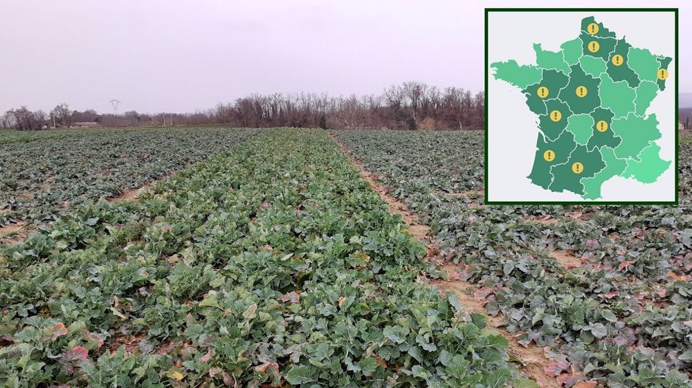 Retrouvez l'essentiel des observations de la semaine, en blé et en colza, extraites du Bulletin de santé du végétal.  (©Anamso/Terre-net Média)