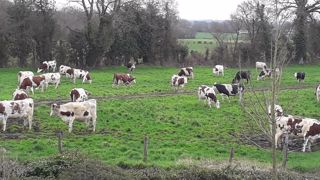 Déconfinement pour les vaches : la mise à l'herbe se poursuit Déconfinement pour les vaches : la mise à l'herbe se poursuit
