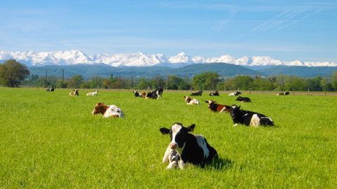 Les 70 vaches laitières du Gaec du Muguet au pâturage au pied des Pyrénées. (©Gaec du Muguet) Les 70 vaches laitières du Gaec du Muguet au pâturage au pied des Pyrénées. (©Gaec du Muguet)
