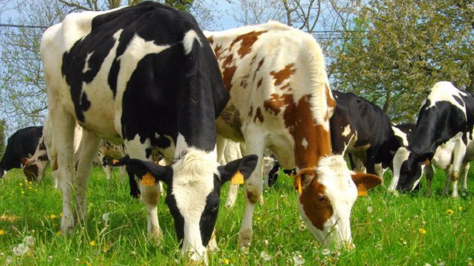 vaches laitieres prim holstein dans une prairie a forte biodiversite