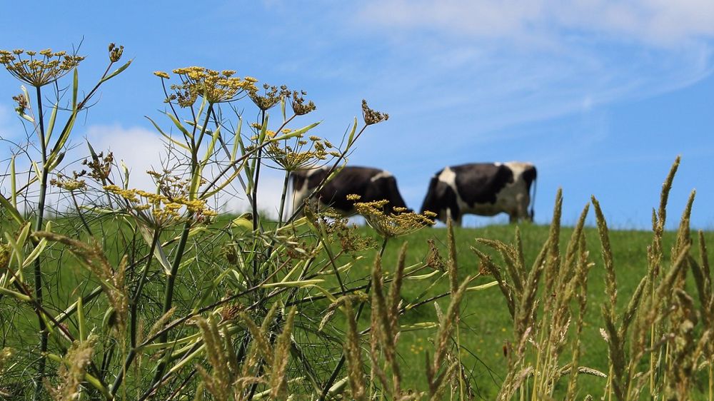 Une nouvelle espèce pourrait bientôt intégrer nos pâturages français. Sa particularité ? Pointer à 70 de MAT ! (©CC)