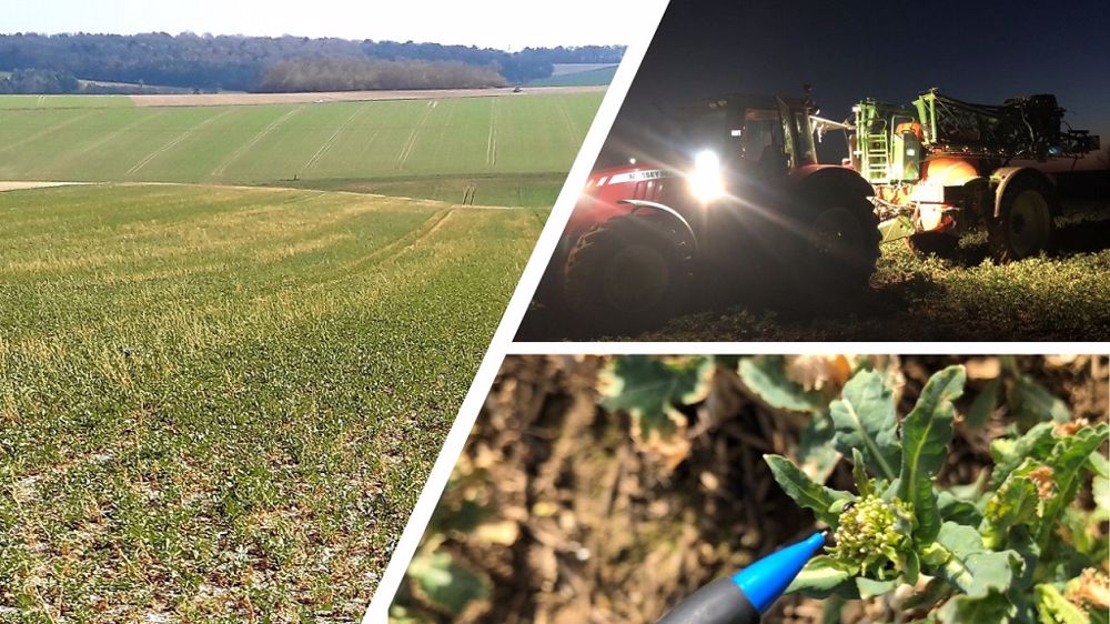 Retrouvez l'essentiel des observations de la semaine extraites du BSV, sur blé et colza par région. (©Renée Prévost/Xavier Garnier/Dekalb)