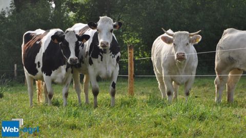 Découvrez la nouvelle version de Web-agri : le site dédié à l'élevage bovin