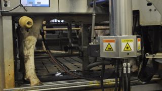 Pour saturer la stalle du robot, il faudra être vigilant sur les temps de traite et la productivité du troupeau. (©Terre-net Média) Pour saturer la stalle du robot, il faudra être vigilant sur les temps de traite et la productivité du troupeau. (©Terre-net Média)