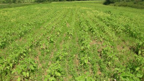 Dans le cadre des essais menés, Terres Inovia a testé trois couverts de légumineuses différents sous couvert de tournesol biologique. (©Terres Inovia)