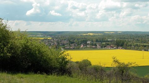 En cas de colzas levés tardivement, il est indispensable de « redoubler de vigilance en anticipant les agressions d’insectes et le développement d’adventices », selon Gilles Sauzet. (©Syppre)
